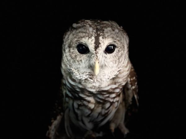 Image for event: Mysteries of Owls (Families, ages 3 and up)
