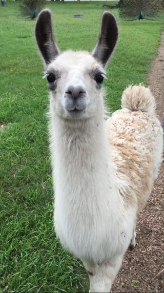 Image for event: Go Wild with Llamas (Grades 1-6)