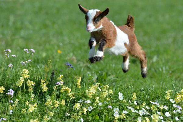 Image for event: Gregarious Goats (Ages 3-and up)