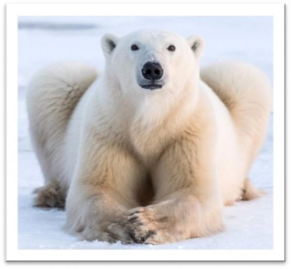 Image for event: Polar Bear Fun (Ages 2-5 years)