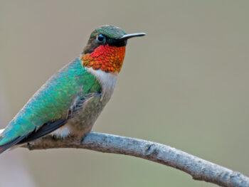 Image for event: Ruby Throated Hummingbirds