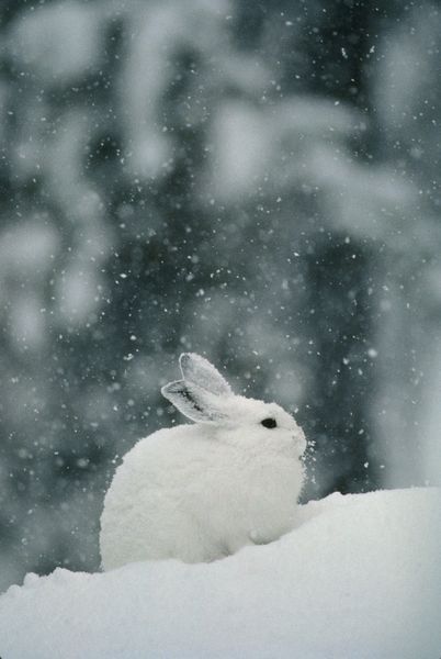 Image for event: Sweetbriar Nature Center: Snow Bunnies (Family)